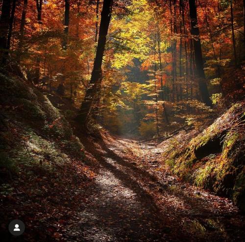 a path in a forest in the fall at Vintage Home 55 / Direkt am Fuße zur Wartburg in Eisenach