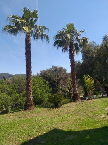 two palm trees in a park with grass and bushes at Green Hill House in Págoi