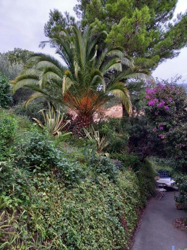 een tuin met een palmboom en een pad bij Studio mezzanine vue mer in Cavalaire-sur-Mer