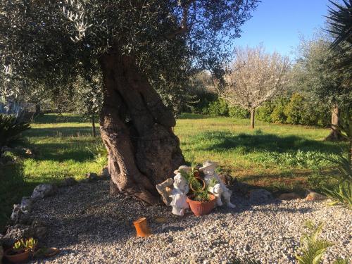 a plant in a pot sitting next to a tree at QUIRICO GUEST HOUSE in Locorotondo