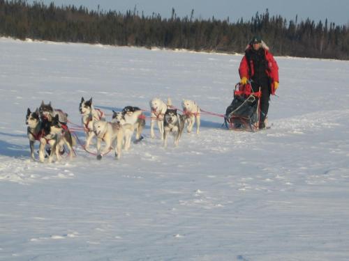 a man being pulled by a group of dogs in the snow at Churchill Hotel in Churchill