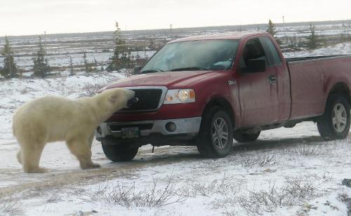 un oso polar de pie junto a un camión rojo en Churchill Hotel, en Churchill