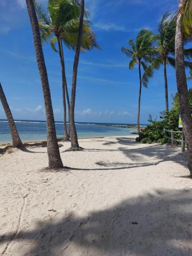 una fila di palme su una spiaggia di Bluehibiscus a Saint-François