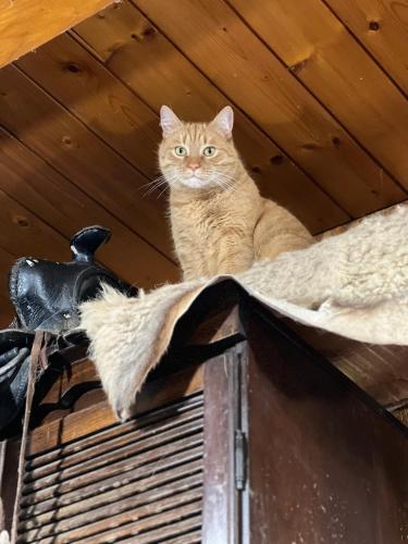 an orange cat sitting on top of a roof at Hárpia Fészek in Pécsvárad