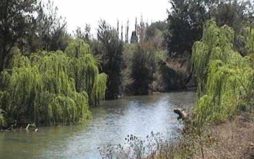 a river with a duck swimming in the water at Colonial Inn Motel in Tamworth