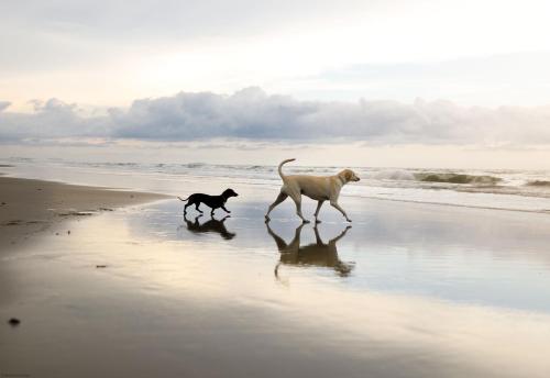 a dog and a cat walking on the beach at Spoonbill Cottage in Filey