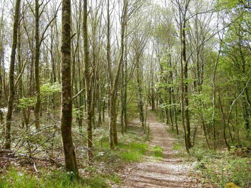 a dirt road through a forest with trees at Hotel Gastronómico Casa Rosalia in Brion