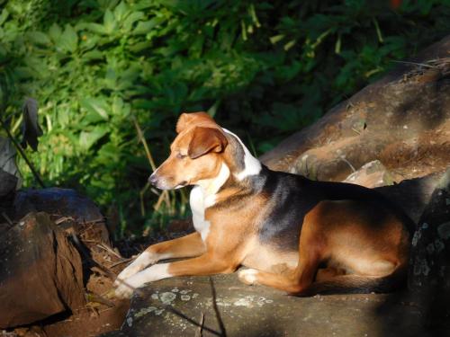 a brown and white dog sitting on some rocks at GlenMyu Estate in Haputale
