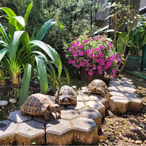 three turtles sitting on a rock in a garden at Apartment Marina in Kotor
