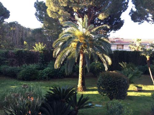 palma na środku podwórka w obiekcie Golfe Juan, quiet apartment with pool, near the beach w mieście Vallauris