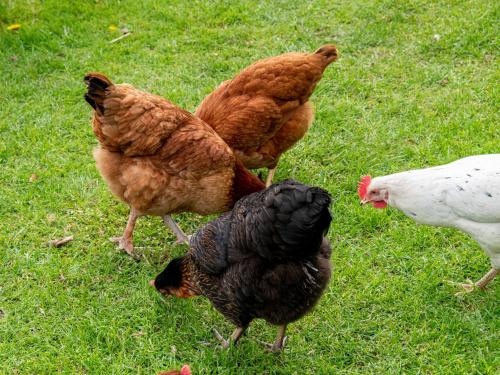 a group of chickens standing in the grass at Birchwood in Skegness in Skegness