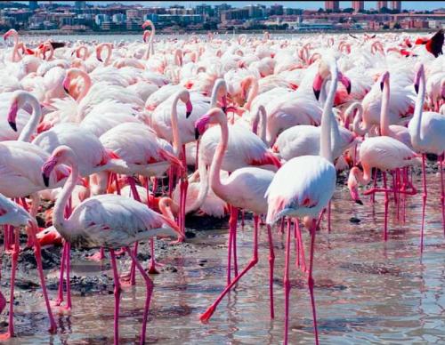 a large flock of pink flamingos standing in the water at Fior di sole in Maracalagonis