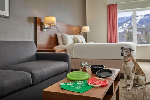 Residence Inn by Marriott Breckenridge في بريكنريدج: غرفة معيشة مع كلب يجلس في غرفة فندق
