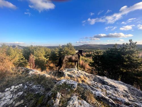 a goat standing on top of a rock at Apartament Leszczyna in Olsztyn