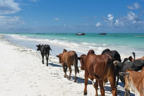 a herd of cows walking on the beach at Dar Mar Hostel & Coworking in Paje