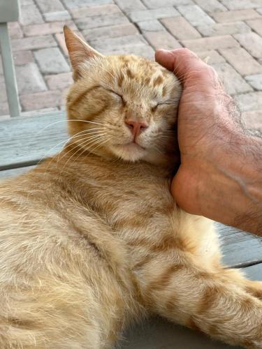 Huéspedes con una o varias mascotas en Residenze l'Alberata