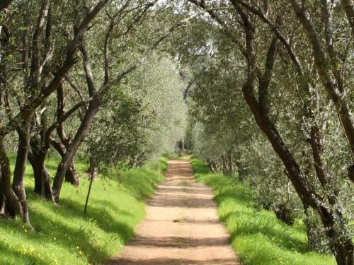 a dirt road with trees on both sides at Retreat at Waterfall Valley in Paarl