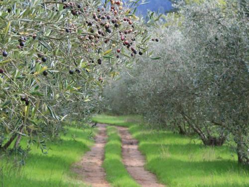 two dirt paths in an orchard with fruit trees at Retreat at Waterfall Valley in Paarl