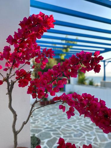 Un jardín fuera de Sea View Apartments & Studios