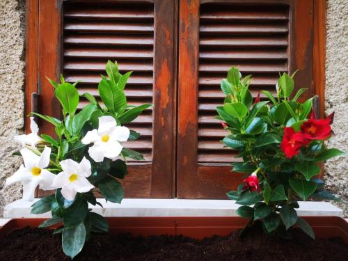 uma janela com flores brancas e vermelhas em frente em Casa Cavour em Norma