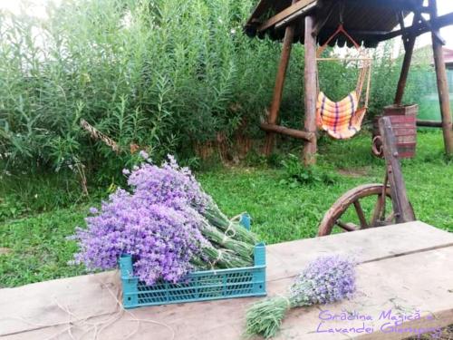 Zahrada ubytování Grădina Magică a Lavandei Glamping
