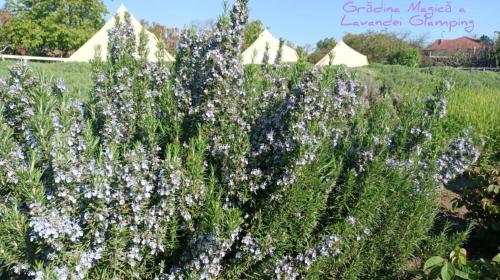 Zahrada ubytování Grădina Magică a Lavandei Glamping