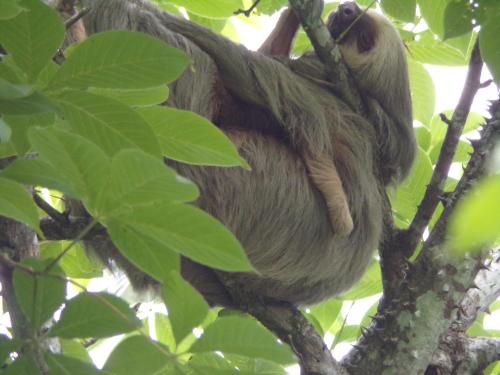 a brown throated sloth hanging from a tree at Riverside Villas in Manuel Antonio