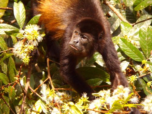 a baby chimpanzee walking through the jungle at Riverside Villas in Manuel Antonio