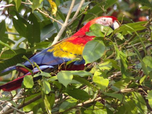 a colorful bird is sitting in a tree at Riverside Villas in Manuel Antonio