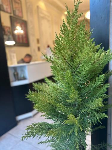 a green christmas tree sitting in a room at City Citadel Hotel,Amman in Amman
