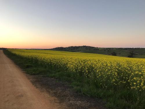 a field of yellow flowers next to a dirt road at The Muddy Duck in Harden