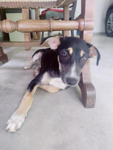 a dog laying on the floor under a chair at GlenMyu Estate in Haputale