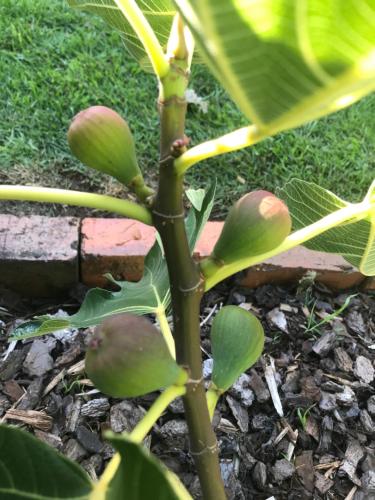 a close up of a plant with green leaves at Silwood Apartment fully self contained with Kitchen and Laundry in Devonport