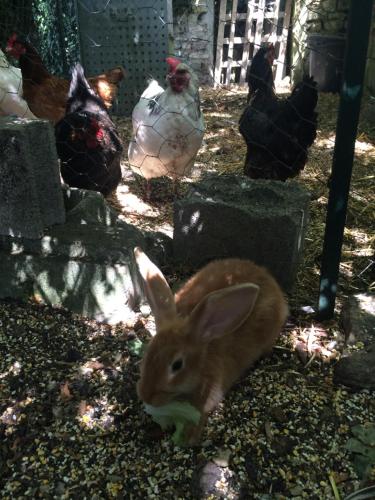 a brown rabbit sitting in a pen with chickens at La Vendange Family Gites in Gibourne