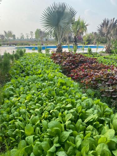 a garden filled with lots of green plants at LA'S FARMSTAY in Trảng Bàng