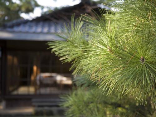 a close up of a pine tree in front of a house at Numazu Club in Numazu