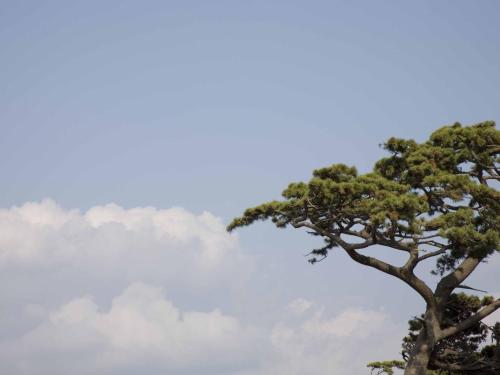 a tree with a cloudy sky in the background at Numazu Club in Numazu