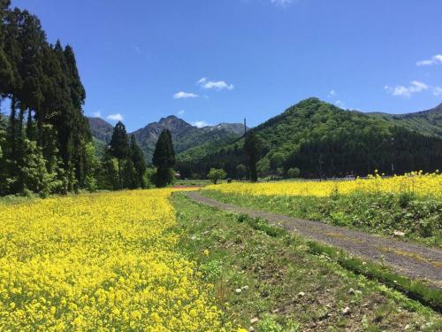 a dirt road in a field of yellow flowers at ぜーんぶ貸切!! 大自然の森に佇む秘密の隠れ家で心と身体を解放する... in Yuzawa