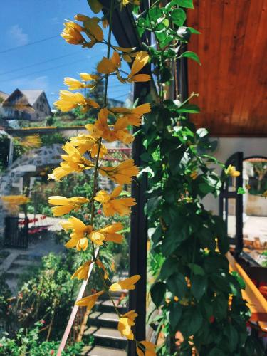 a bunch of yellow flowers on a plant at Le vent Tam Đảo homestay in Tam Ðảo