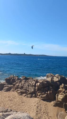 a bird flying over a beach with the ocean at Surf House Mirice in Vignola Mare