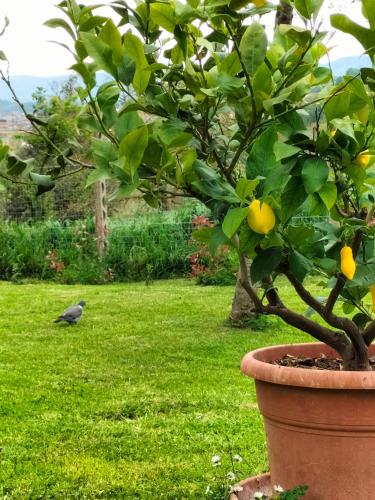 a bird standing in the grass next to a lemon tree at L'oca Nera in Chiusi