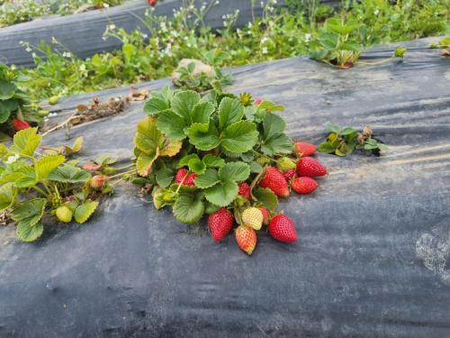 a bunch of strawberries and plants on a table at Majori in Fluminimaggiore