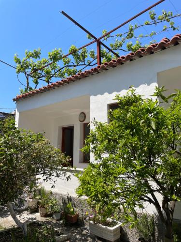 Biały dom z drzewami przed nim w obiekcie Vila Cano w Durrës