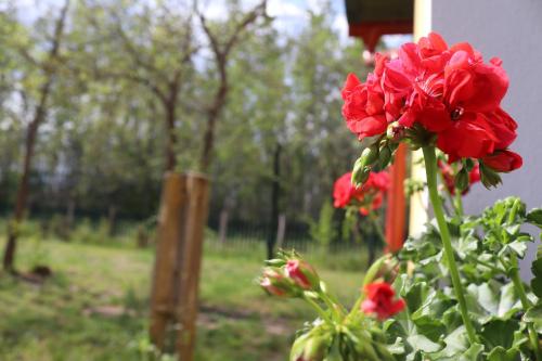 a close up of a red flower in a garden at Zöld Tanya Vendégház és Rendezvényközpont in Kiskunmajsa