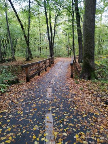 a path in a park with a bench and trees at Atmosfera Sibiu in Sibiu