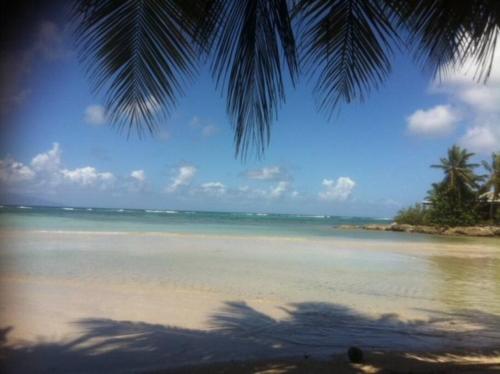 a palm tree shadow on a beach with the ocean at Au bord de mer in Les Basses