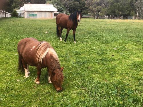 two horses grazing in a field of grass at Clare to Spalding character escape in Spalding