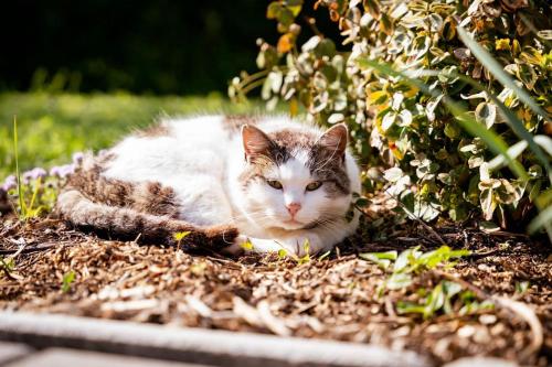 a cat laying on the ground in the grass at Rozmaring Vendégház in Zengővárkony