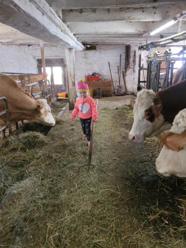 a little girl is walking in a barn with cows at Ferienwohnung Biohof Untermar in Obervellach