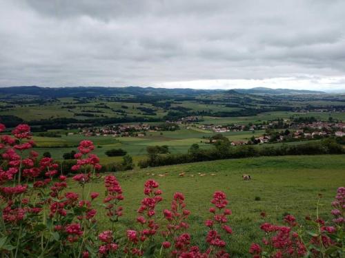 a field with pink flowers in a green field at Gîte 4 pers in Aulhat-Saint-Privat